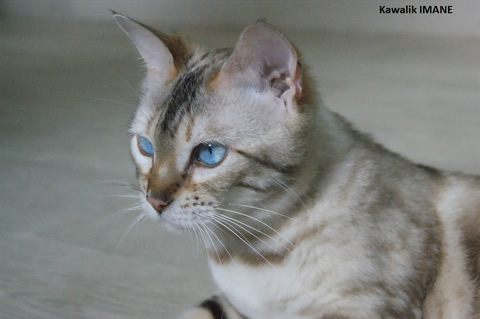 Guru Iki, male bengal brown rosetted